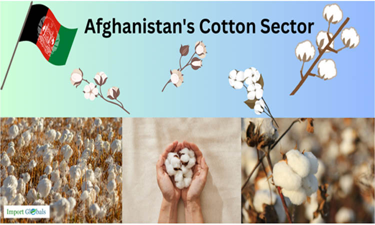 Afghanistan's Cotton Sector: A Vital Export Driver Afghanistan's Cotton Sector: A Vital Export Driver